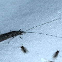 Leptoceridae sp. (family) at Majura, ACT - 3 Oct 2023