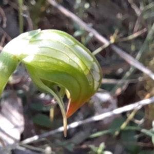 Pterostylis nutans at Canberra Central, ACT - suppressed