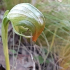 Pterostylis nutans at Canberra Central, ACT - suppressed