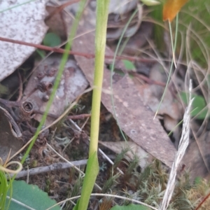 Pterostylis nutans at Canberra Central, ACT - 18 Sep 2023