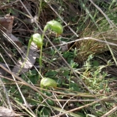 Pterostylis nutans at Canberra Central, ACT - 18 Sep 2023