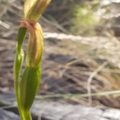 Bunochilus umbrinus (ACT) = Pterostylis umbrina (NSW) (Broad-sepaled Leafy Greenhood) by Jo