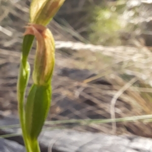 Bunochilus umbrinus at suppressed - 18 Sep 2023