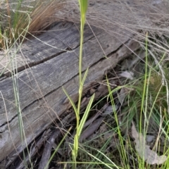 Bunochilus umbrinus at suppressed - 18 Sep 2023