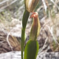 Bunochilus umbrinus at suppressed - 18 Sep 2023