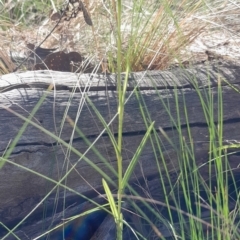 Bunochilus umbrinus at suppressed - 18 Sep 2023