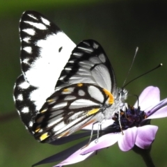 Belenois java (Caper White) at Wanniassa, ACT - 7 Oct 2023 by JohnBundock