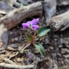 Viola betonicifolia at Captains Flat, NSW - 7 Oct 2023 04:32 PM