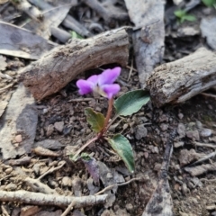 Viola betonicifolia at Captains Flat, NSW - 7 Oct 2023 04:32 PM