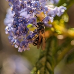 Lasioglossum (Chilalictus) sp. (genus & subgenus) (Halictid bee) at Holder, ACT - 7 Oct 2023 by Miranda