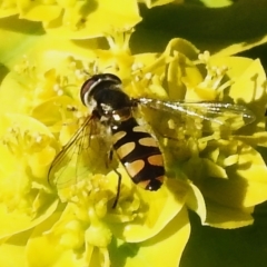 Melangyna viridiceps (Hover fly) at Wanniassa, ACT - 7 Oct 2023 by JohnBundock