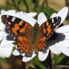 Vanessa kershawi (Australian Painted Lady) at Wanniassa, ACT - 7 Oct 2023 by JohnBundock