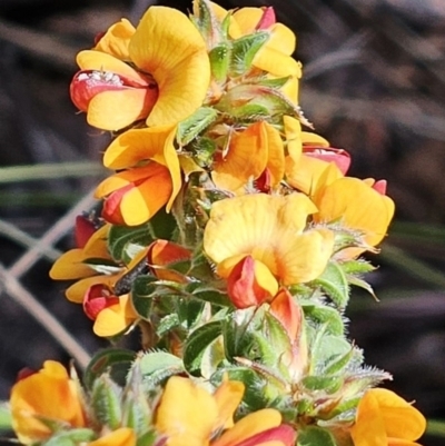 Pultenaea procumbens (Bush Pea) at Belconnen, ACT - 7 Oct 2023 by sangio7