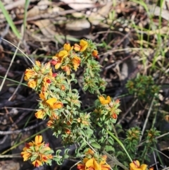 Pultenaea procumbens at Belconnen, ACT - 7 Oct 2023