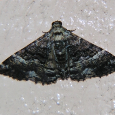 Aporoctena scierodes (Buff-tinted Geometrid) at Sheldon, QLD - 8 Sep 2007 by PJH123