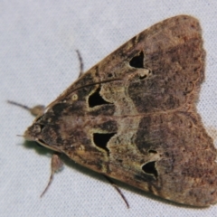 Avatha discolor (Dimorphic Statusmoth) at Sheldon, QLD - 7 Sep 2007 by PJH123