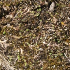 Asterella drummondii (A thallose liverwort) at Lake Ginninderra - 6 Oct 2023 by pinnaCLE