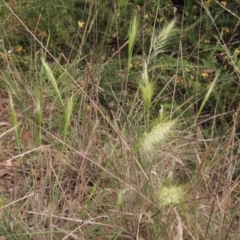 Austrostipa densiflora at Belconnen, ACT - 6 Oct 2023