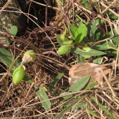 Hovea heterophylla (Common Hovea) at Lake Ginninderra - 6 Oct 2023 by pinnaCLE