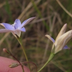 Wahlenbergia luteola (Yellowish Bluebell) at Belconnen, ACT - 6 Oct 2023 by pinnaCLE