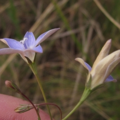 Wahlenbergia luteola (Yellowish Bluebell) at Lake Ginninderra - 6 Oct 2023 by pinnaCLE