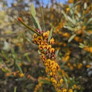 Daviesia suaveolens at Captains Flat, NSW - 7 Oct 2023