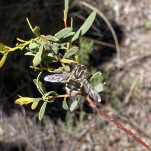 Trichophthalma laetilinea at Canberra Central, ACT - 7 Oct 2023