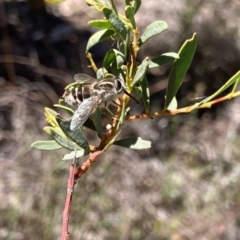 Trichophthalma laetilinea at Canberra Central, ACT - 7 Oct 2023