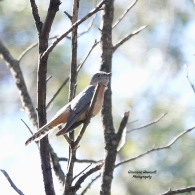 Cacomantis flabelliformis (Fan-tailed Cuckoo) at Broulee, NSW - 5 Oct 2023 by Gee