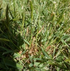 Anthoxanthum odoratum (Sweet Vernal Grass) at Charleys Forest, NSW - 7 Oct 2023 by arjay