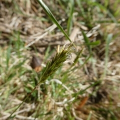 Anthoxanthum odoratum at Charleys Forest, NSW - 7 Oct 2023