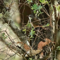 Sericornis frontalis (White-browed Scrubwren) at Broulee, NSW - 5 Oct 2023 by Gee