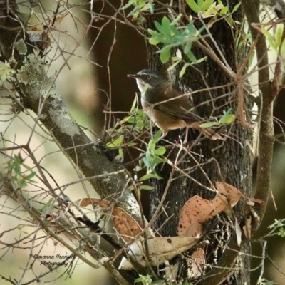 Sericornis frontalis (White-browed Scrubwren) at Broulee, NSW - 5 Oct 2023 by Gee