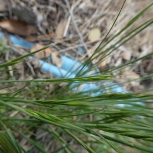 Vulpia sp. at Charleys Forest, NSW - 7 Oct 2023