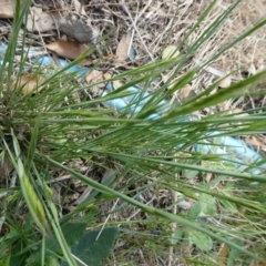 Vulpia sp. at Charleys Forest, NSW - 7 Oct 2023