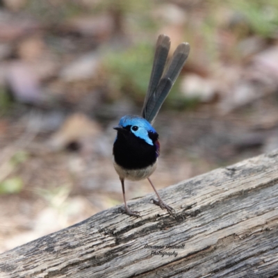 Malurus lamberti (Variegated Fairywren) at Broulee, NSW - 5 Oct 2023 by Gee