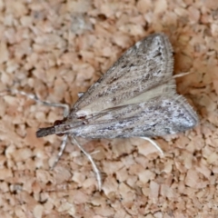 Eudonia cleodoralis (A Crambid moth) at Moruya, NSW - 7 Oct 2023 by LisaH