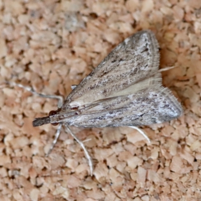 Eudonia cleodoralis (A Crambid moth) at Moruya, NSW - 7 Oct 2023 by LisaH