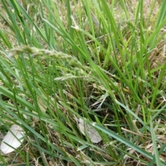 Lolium arundinaceum (Tall Fescue) at Charleys Forest, NSW - 7 Oct 2023 by arjay