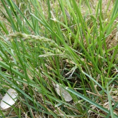 Lolium arundinaceum (Tall Fescue) at Charleys Forest, NSW - 7 Oct 2023 by arjay