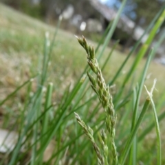 Lolium arundinaceum at Charleys Forest, NSW - suppressed