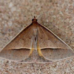 Epidesmia chilonaria (Golden-winged Epidesmia) at Moruya, NSW - 7 Oct 2023 by LisaH