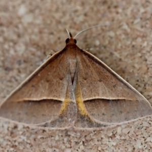 Epidesmia chilonaria at Moruya, NSW - suppressed