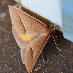 Epidesmia chilonaria at Moruya, NSW - suppressed
