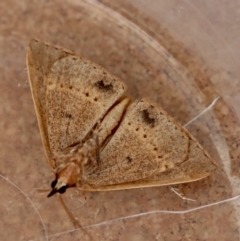 Epidesmia chilonaria at Moruya, NSW - suppressed