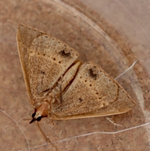 Epidesmia chilonaria at Moruya, NSW - suppressed
