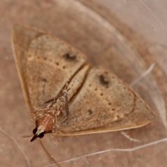 Epidesmia chilonaria at Moruya, NSW - suppressed