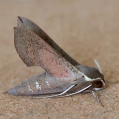 Hippotion scrofa (Coprosma Hawk Moth) at Moruya, NSW - 7 Oct 2023 by LisaH