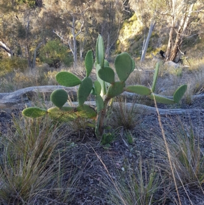 Opuntia ficus-indica (Indian Fig, Spineless Cactus) at Greenleigh, NSW - 7 Oct 2023 by danswell