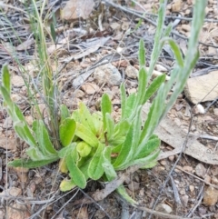 Coronidium scorpioides (Button Everlasting) at Carwoola, NSW - 7 Oct 2023 by danswell